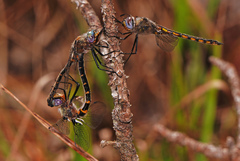Helocordulia selysii