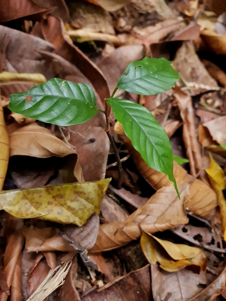 Minquartia guianensis in March 2021 by Leonardo ÁlvarezAlcázar