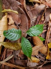 Minquartia guianensis