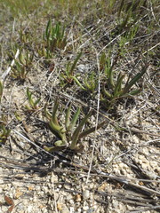 Dudleya multicaulis
