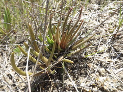 Dudleya multicaulis