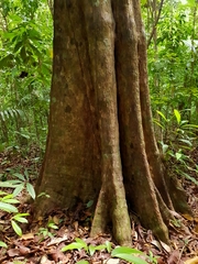 Minquartia guianensis