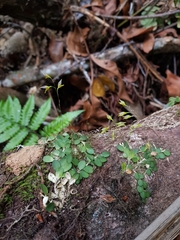 Specklinia microphylla