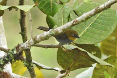 Chlorospingus flavigularis flavigularis