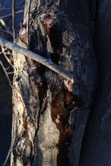 Pectobacterium carotovorum