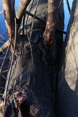 Pectobacterium carotovorum