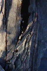 Pectobacterium carotovorum