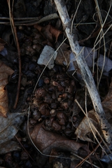 Pectobacterium carotovorum