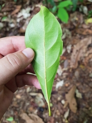 Terminalia bucidoides