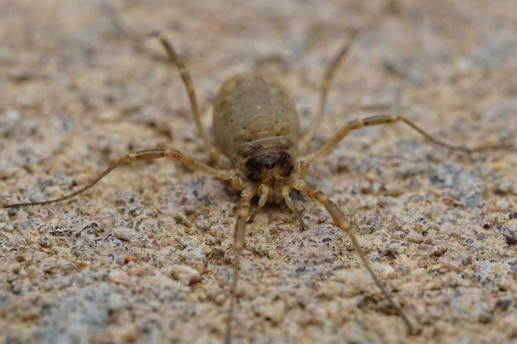 Eurybunus pallidus
