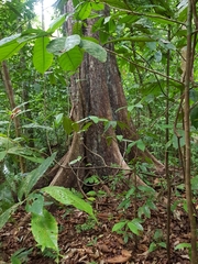 Terminalia bucidoides