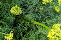 Lomatium klickitatense