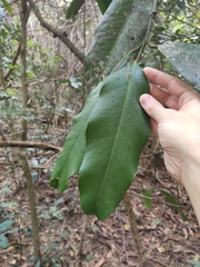 Garcinia xanthochymus