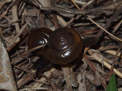 Macrochlamys nitidissima