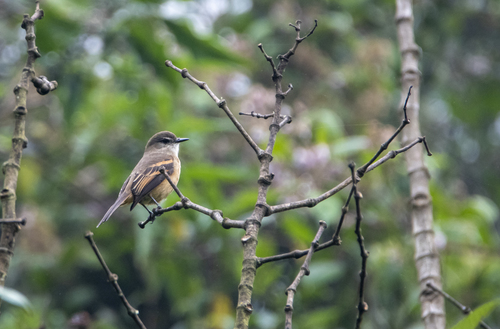Rufous-bellied Bush Tyrant (Myiotheretes fuscorufus), photo 4