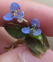 Commelina diffusa image