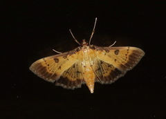 Ategumia adipalis