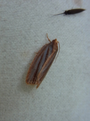 Archips pulchra