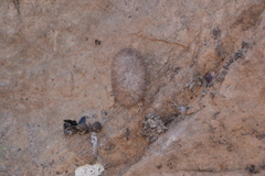 Lophocampa caryae