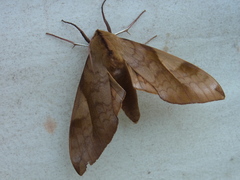 Clanis bilineata tsingtauica