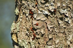 Plagiodera erythroptera