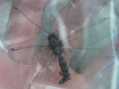 Protidricerus japonicus