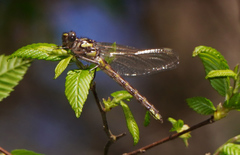 Hylogomphus apomyius