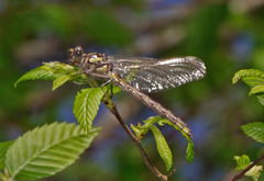 Hylogomphus apomyius