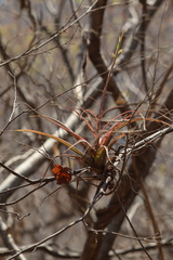 Tillandsia achyrostachys