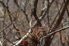 Tillandsia achyrostachys