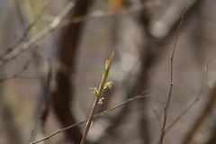 Tillandsia achyrostachys