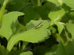 Rhammatocerus viatorius