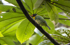 Masked Fruiteater photo 4