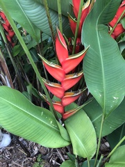 Heliconia bihai