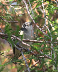 Vireo cassinii