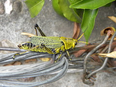 Taeniopoda tamaulipensis