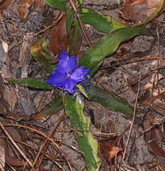 Tradescantia humilis