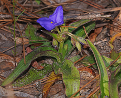 Tradescantia humilis