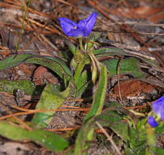 Tradescantia humilis