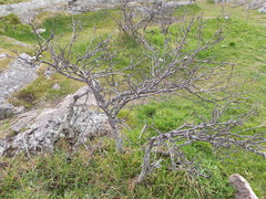 Hippophae rhamnoides