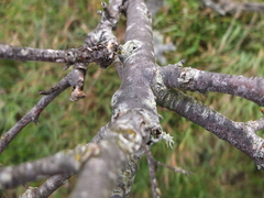 Hippophae rhamnoides