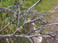 Hippophae rhamnoides
