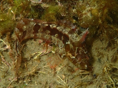 Heteroclinus adelaidae