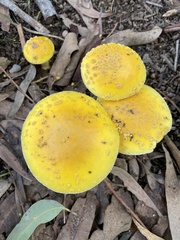 Amanita flavella