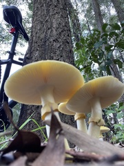 Amanita flavella