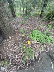 Amanita flavella