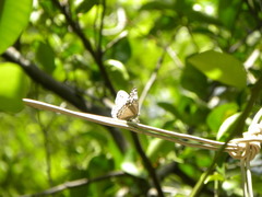 Hamadryas glauconome