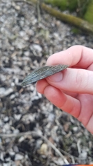 Venustaconcha ellipsiformis