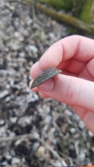 Venustaconcha ellipsiformis