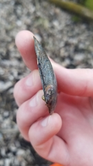 Venustaconcha ellipsiformis